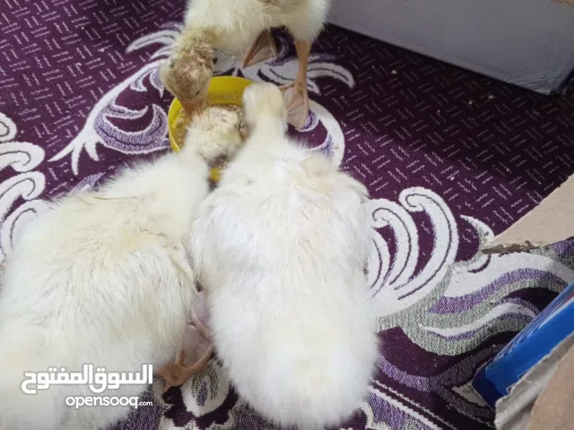 وز جيني العدد 3وزات