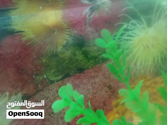 حوض للبيع بسعر حرق