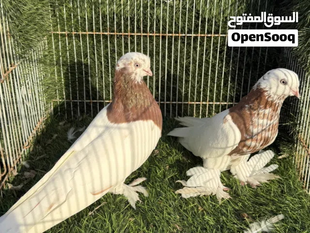 مجموعة حمام روسيات وايرانيات بيور احجام سوبر ومستويات معارض ماشاء الله ..