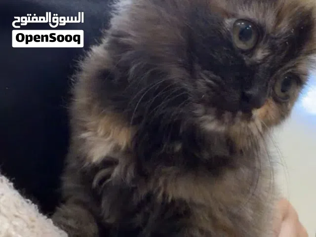 للبيع قطه شيرازيه
