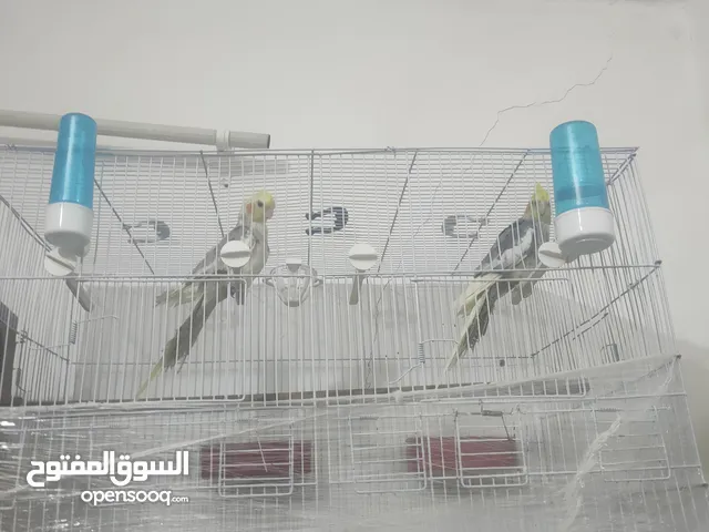 جوز كوكتيل شغالات وجهزوا للانتاج اقرا الوصف