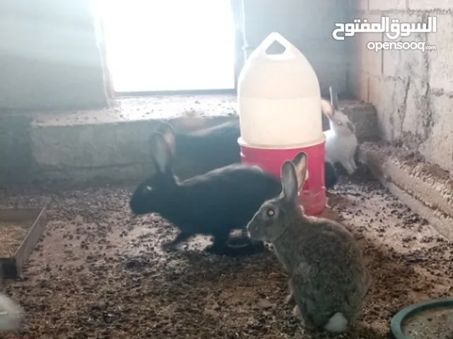 ارانب هجين خمس امهات وذكر مع مواليد منهم على وجه شغل العدد كامل خمسين