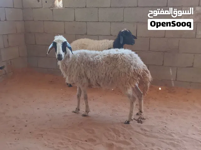زوز نعاج بطولهم وحده عشرة
