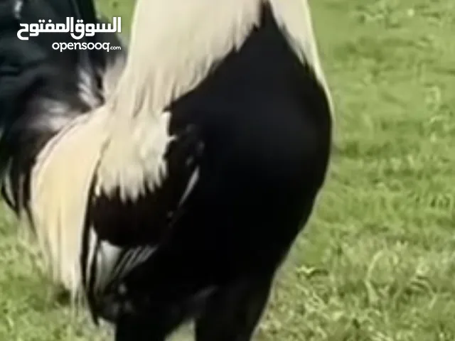 اشهد علي ولي الله
