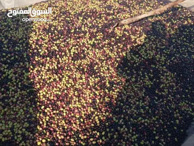 زيت البلديه