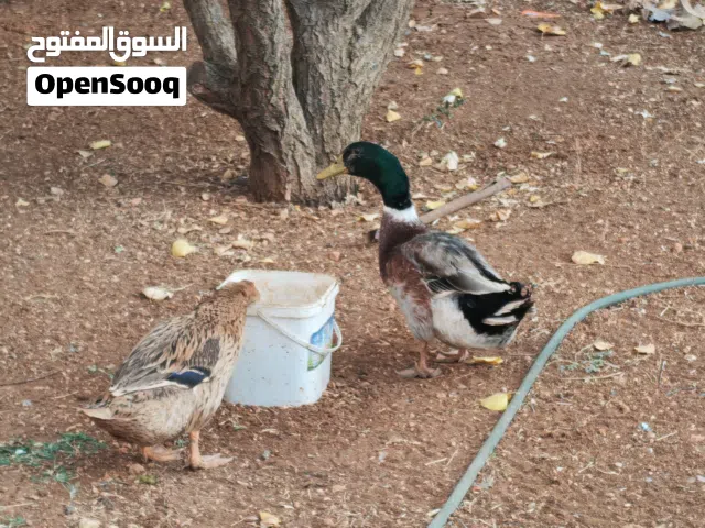 ثلاث حبات ب ذكر واناثي 2