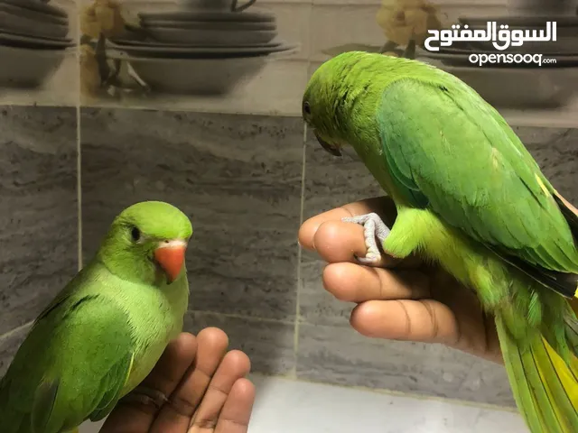 ببغاء اليف