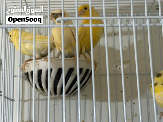 5 كناري للبيع