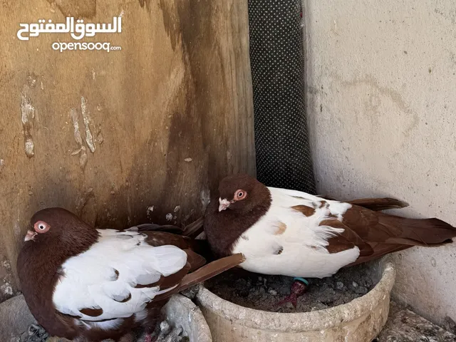 حمام للبيع