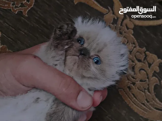 قطه انثى سكوتش مكس هملايا عمر شهر ونص