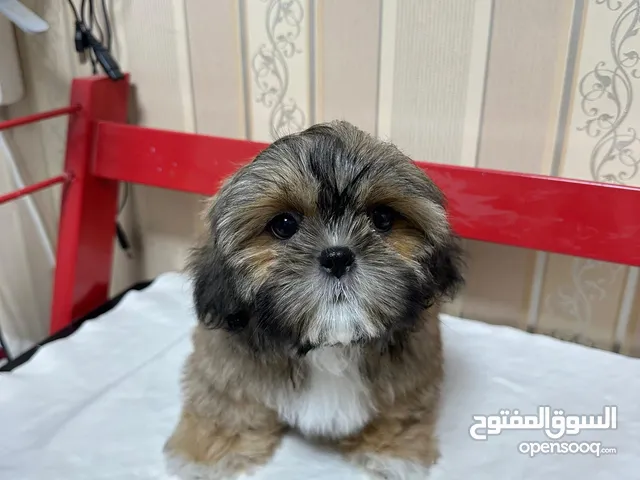 شدزوات ذكور واناث بيور عمارهم شهر وشوي العمر 45 يوم ، For sale Shihtzu pure breed puppies