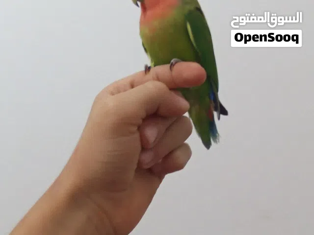 روز مروض دخلي لاكن فل.  يا ولد للبيع مستعجل اطصل في أي وقت و تعل في أي وقت حت فجر