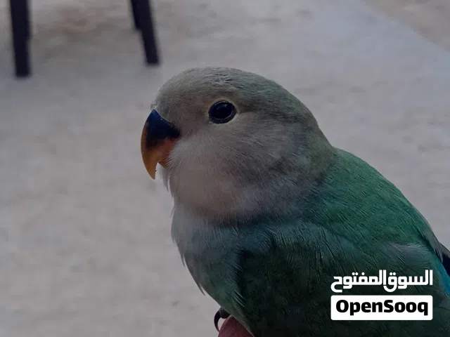 سلام عليكم متوفر روز امروض برا او داخل السعر 135او البقلينو امروض داخل بس السعر الواحد 80