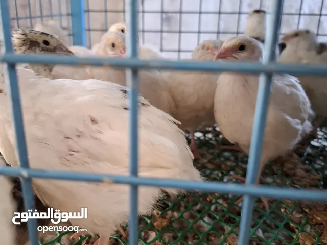 اتصل على الرقم الموجود بلوصف فري للبيع سوبر جامبو هين تكسس عمر 30 يوم