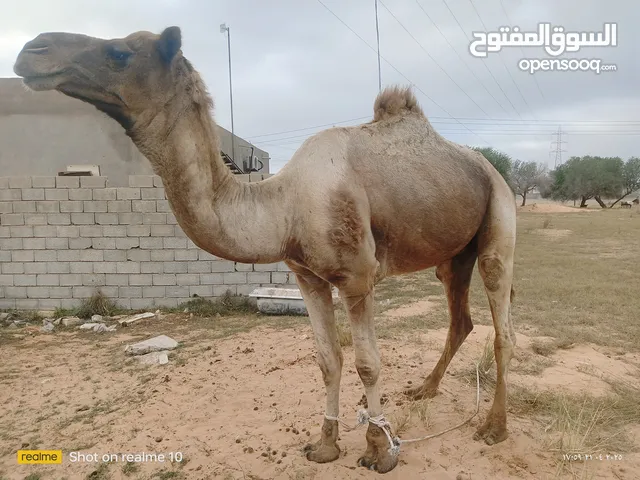 السلام وعليكم 7إجمال ربي يبارك يمشو اضحيه ومناسبات يعتبرو مكلوفات الرقم