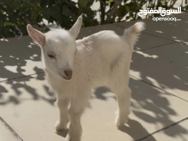 ماعز قزم بيور