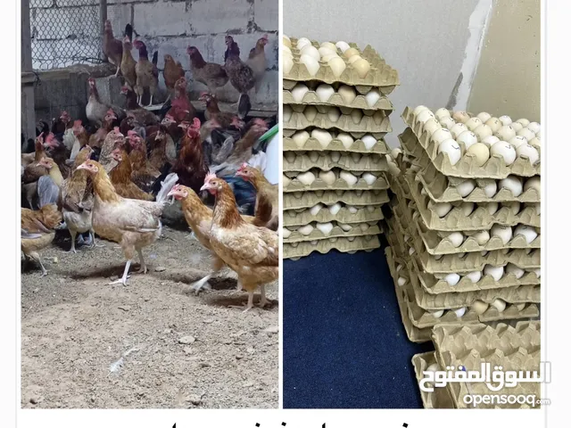 Chicken eggs available