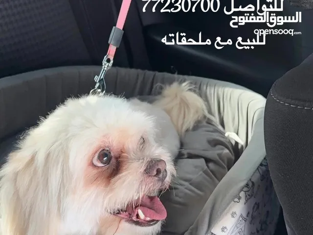 للبيع كلب شيتزو مستعجله