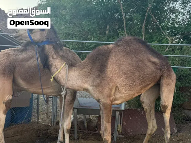 بكره وقعود للبيع