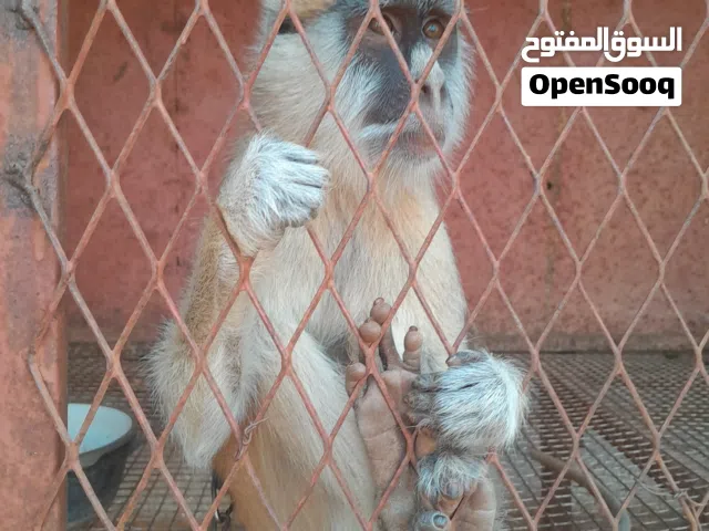 قرد النسناس