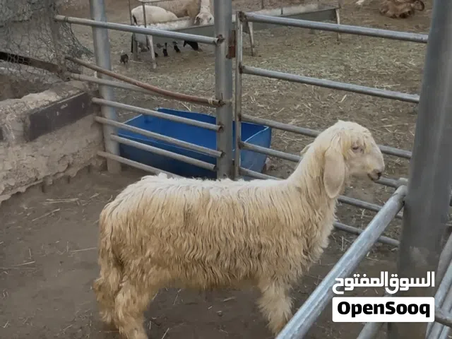 كبش رملي بيور