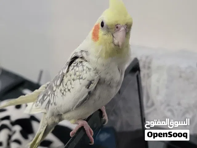 بسم الله   اربعه كوكتيل اليفات عجينه تربيه بيت كما هو موضح بالصورة مع فديو توضيحي