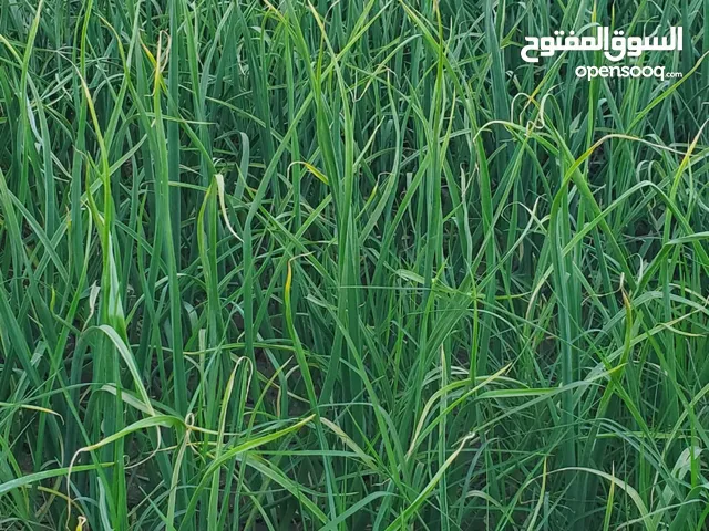 ـــــــــــــــــــــــــــــــول ثوم)