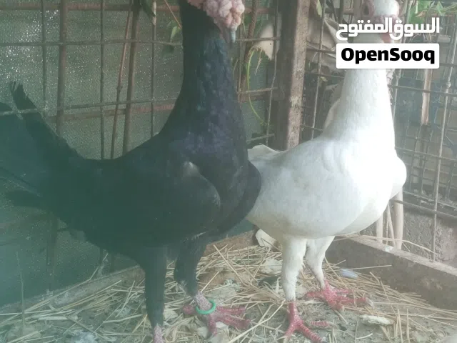 جوز بغادنة