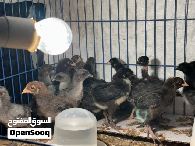 صوص دجاج بلدي بزرة نظيفة ونقية 100%