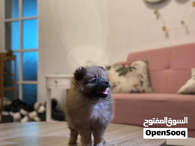 انثى بومرينيان للبيع مستوى حلو