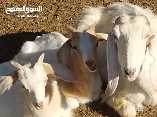 ماعز للبيع العدد الكلي 11 راس التفاصيل في الاعلان