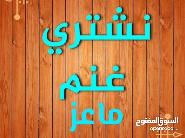 نشتري غنم و ماعز العدد مفتوح ولدفع كاش أو رابط نصلك في اي مكان
