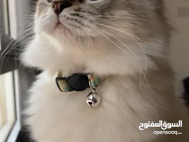 قطة همالايا للبيع