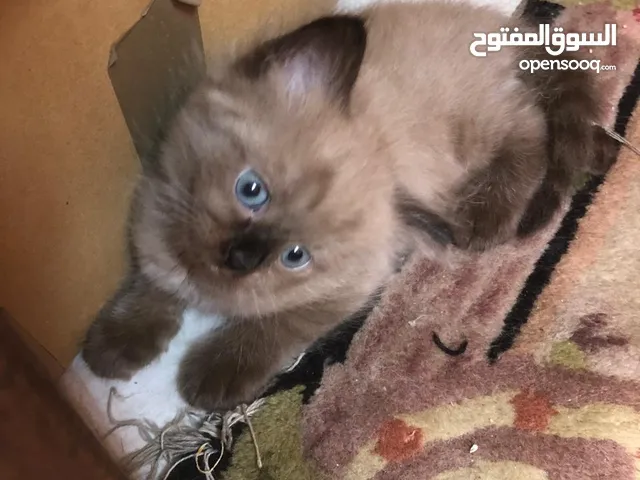 قطة همالايا