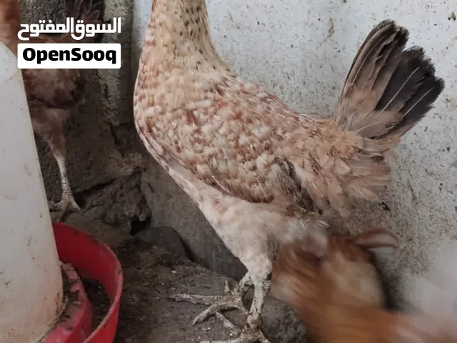 للبيع دجاج عماني