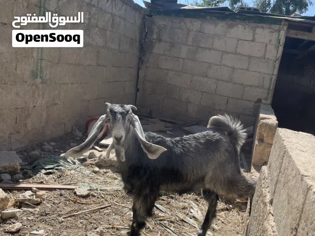 سخلة بصاله ع نبيه محمد نخب