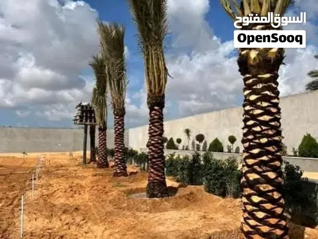 نخيل مثمر نخيل واشنطونيا الزينة