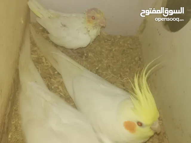 جوز كوكتيل الذكر لاتينو و الأنثى البينو تحتهم فرخ لاتينو