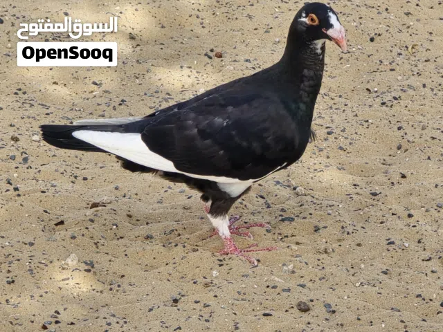 طيور حمام شامي للبيع بصحة ممتازة  الطيور منتجة طيور زينة