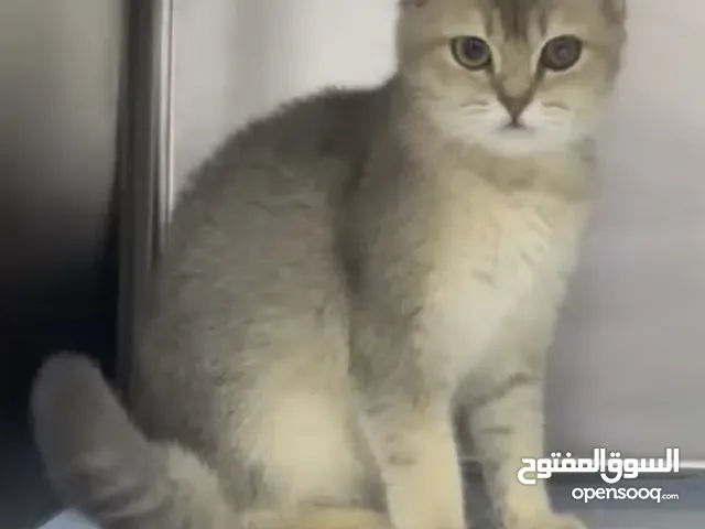 ONLY 999AED / British Golden Ny11 Short Hair