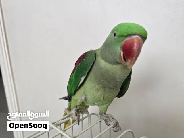 ببغاء الاكسندراني  العمر 8شهور شهرين ويتكلم