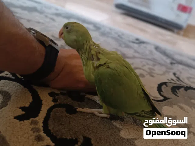 ببغاء دره الهندي