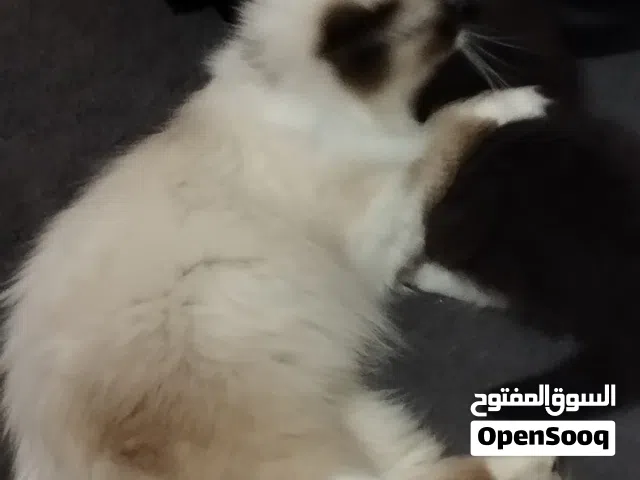 للتبني دون مقابل  المفرق    اقرا الوصف