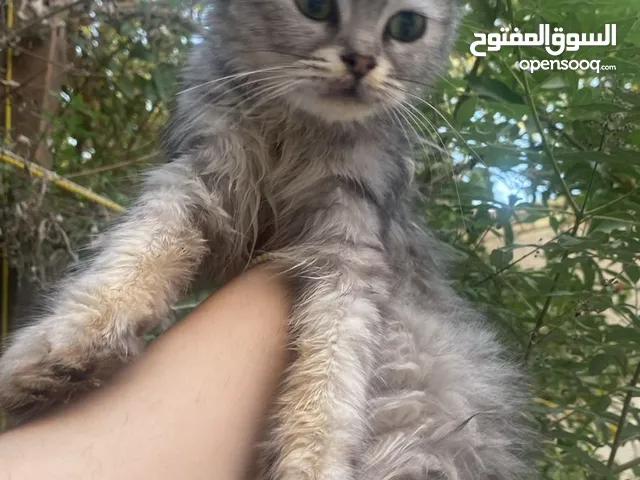 قطط نثاية للتبني شانشيلا وشيرازي