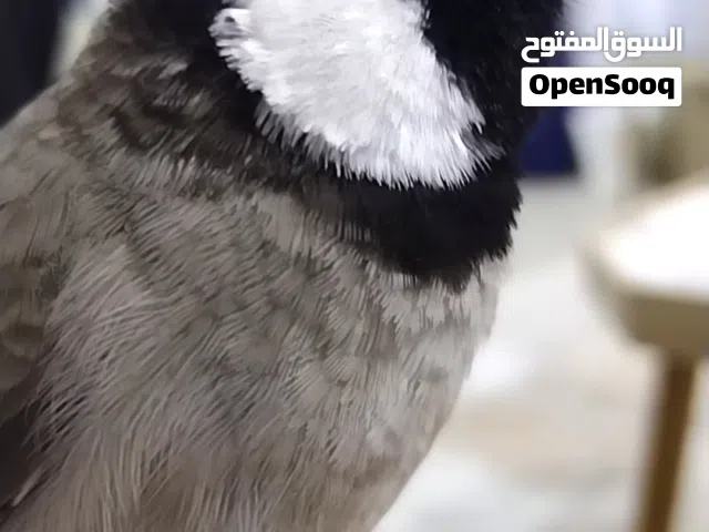 بلبل عراقي