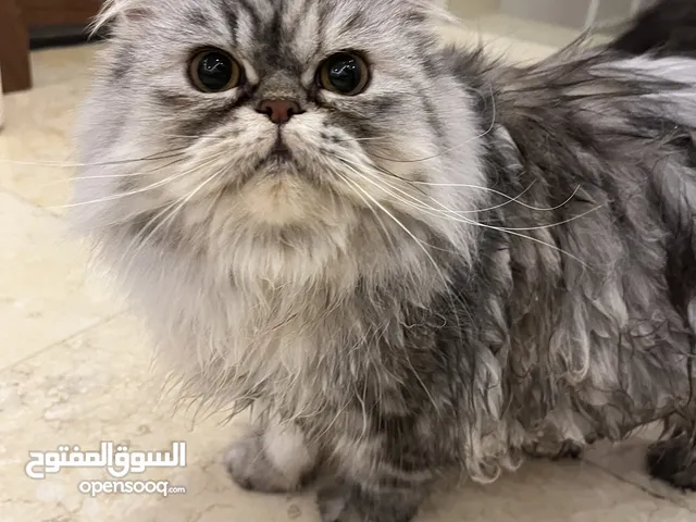 قطط لتبنين