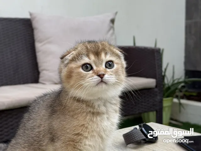 للبيع سكوتش فولد قولد