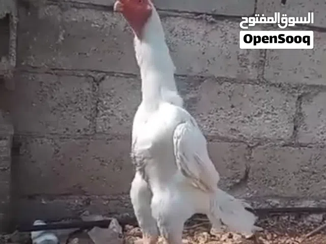 فرخات وديوك باكستاني