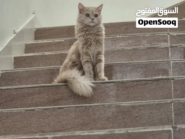 قطه انثى للتبني
