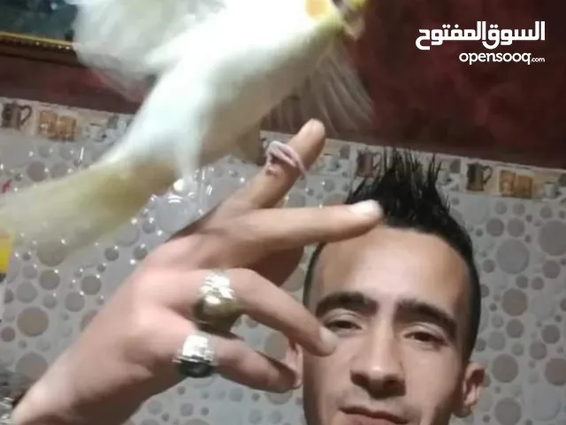 Mido dico